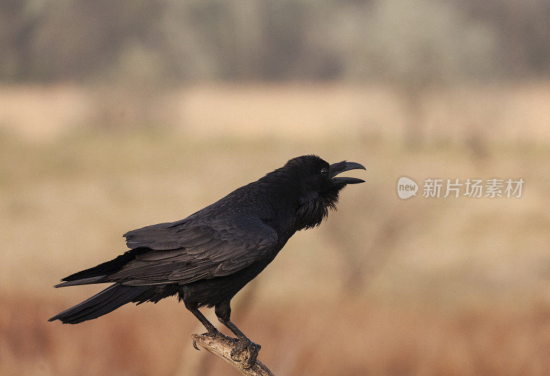 普通乌鸦，Corvus corax;又名北方乌鸦，栖息在一个断树枝上，在完全散焦的自然背景下鸣叫。